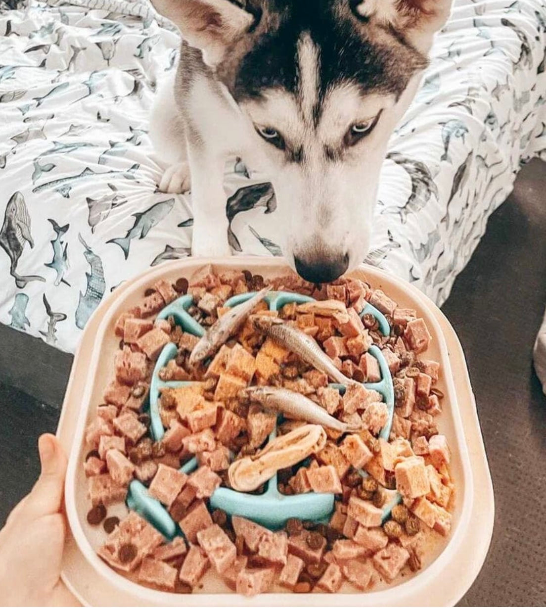Slow Feeder Bowl Slow Feeder Bath Pet Supplies Pet Accessories Slow Feeder Bowl For Cats and Dogs Slow Feeder Bowls-1