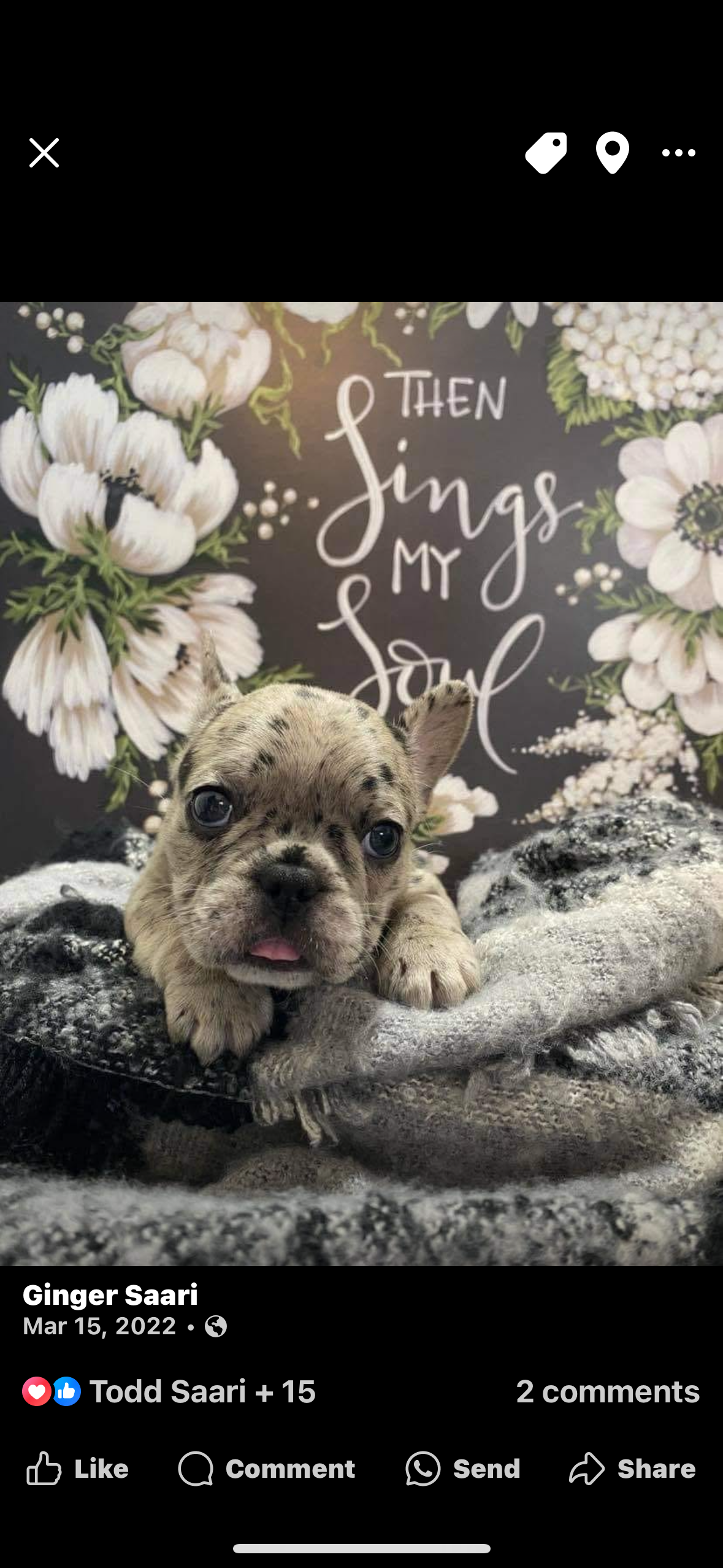 Knotty Dog Leash Collection